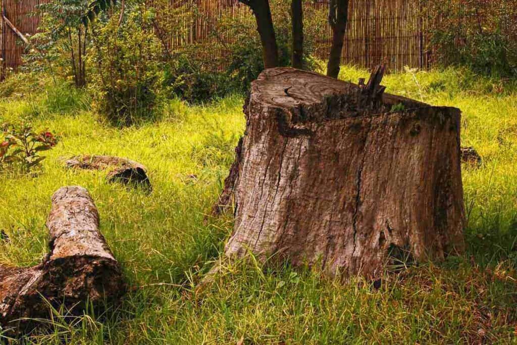 Tree service assessing a tree stump