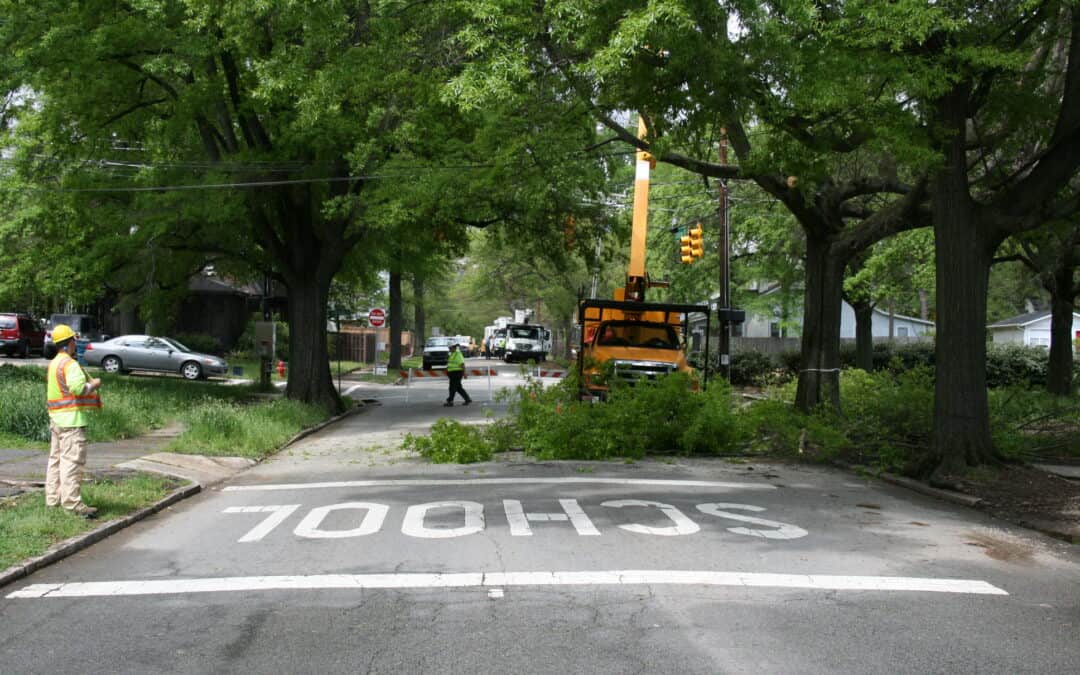 The Importance of Tree Removal