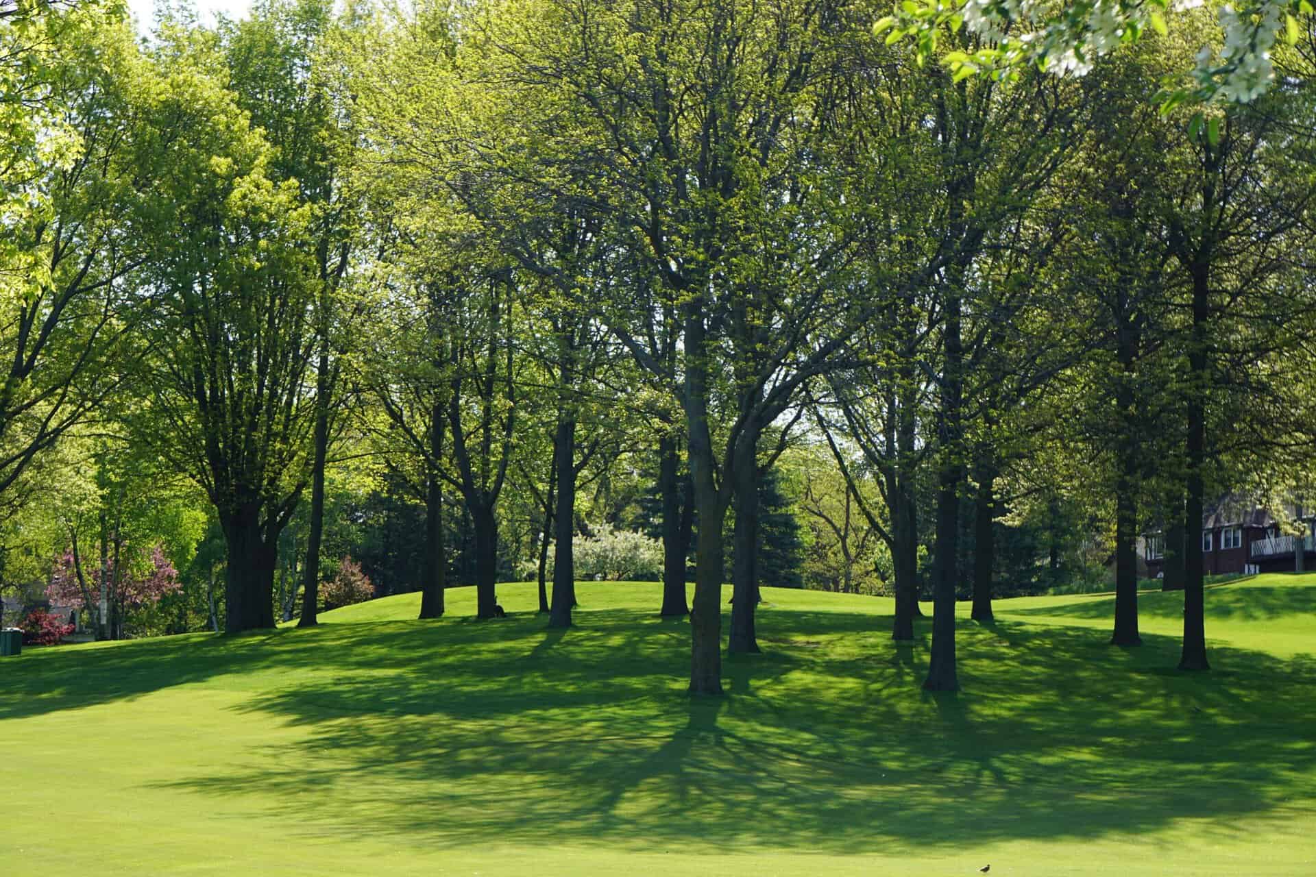 tree service for several rows of trees