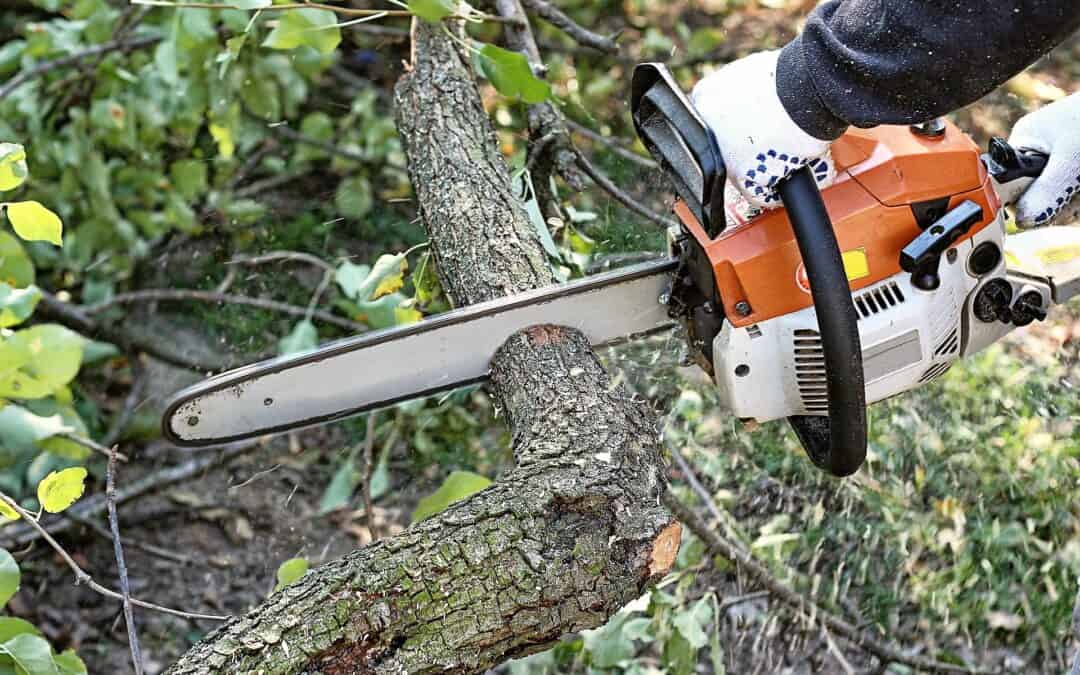 Benefits of Using a Professional Tree Service