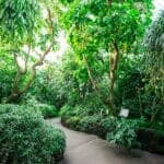 How Trees Provide Natural Cooling 5 tree canopy