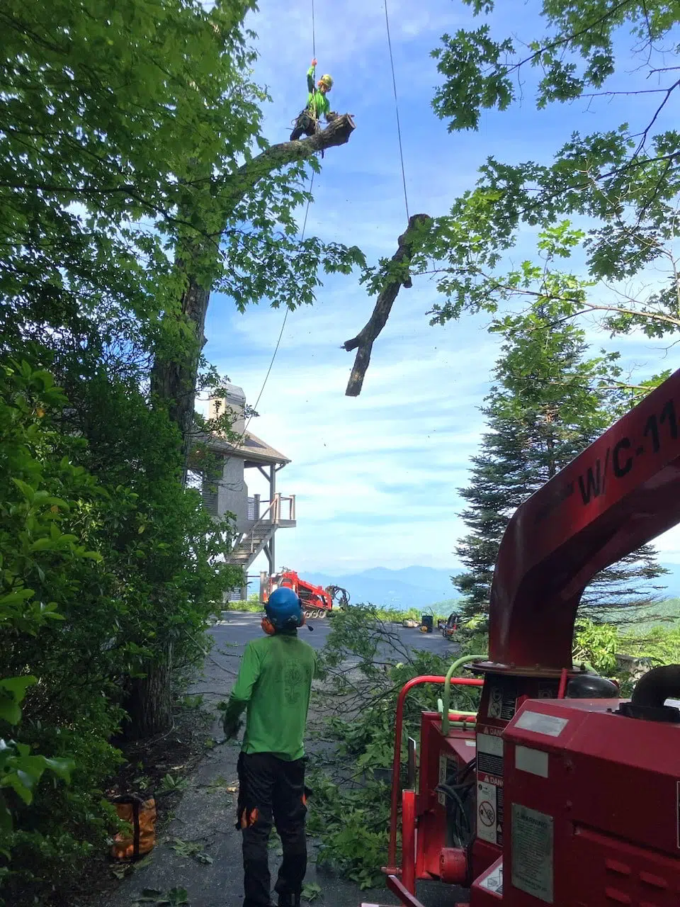 tree service securely cutting limb