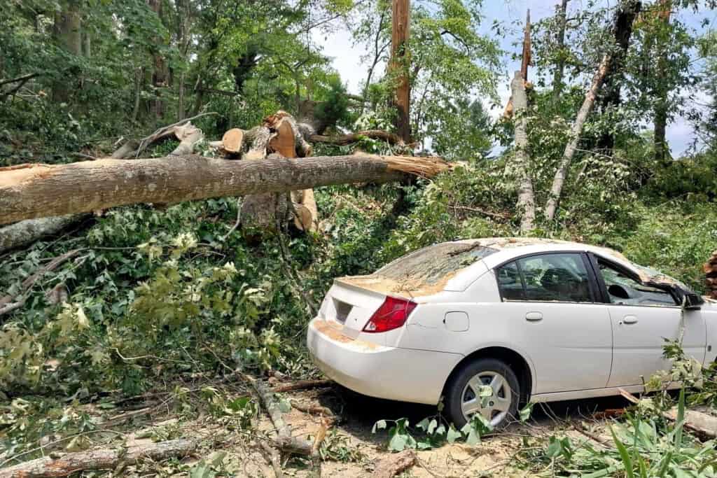 Tree service storm cleanup