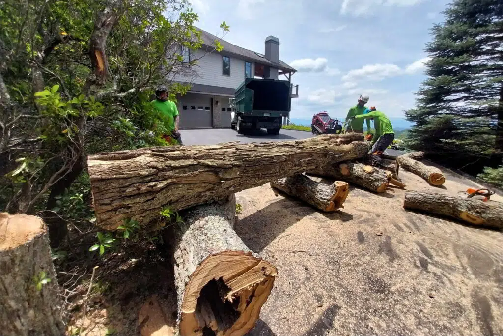 tree removal service at work