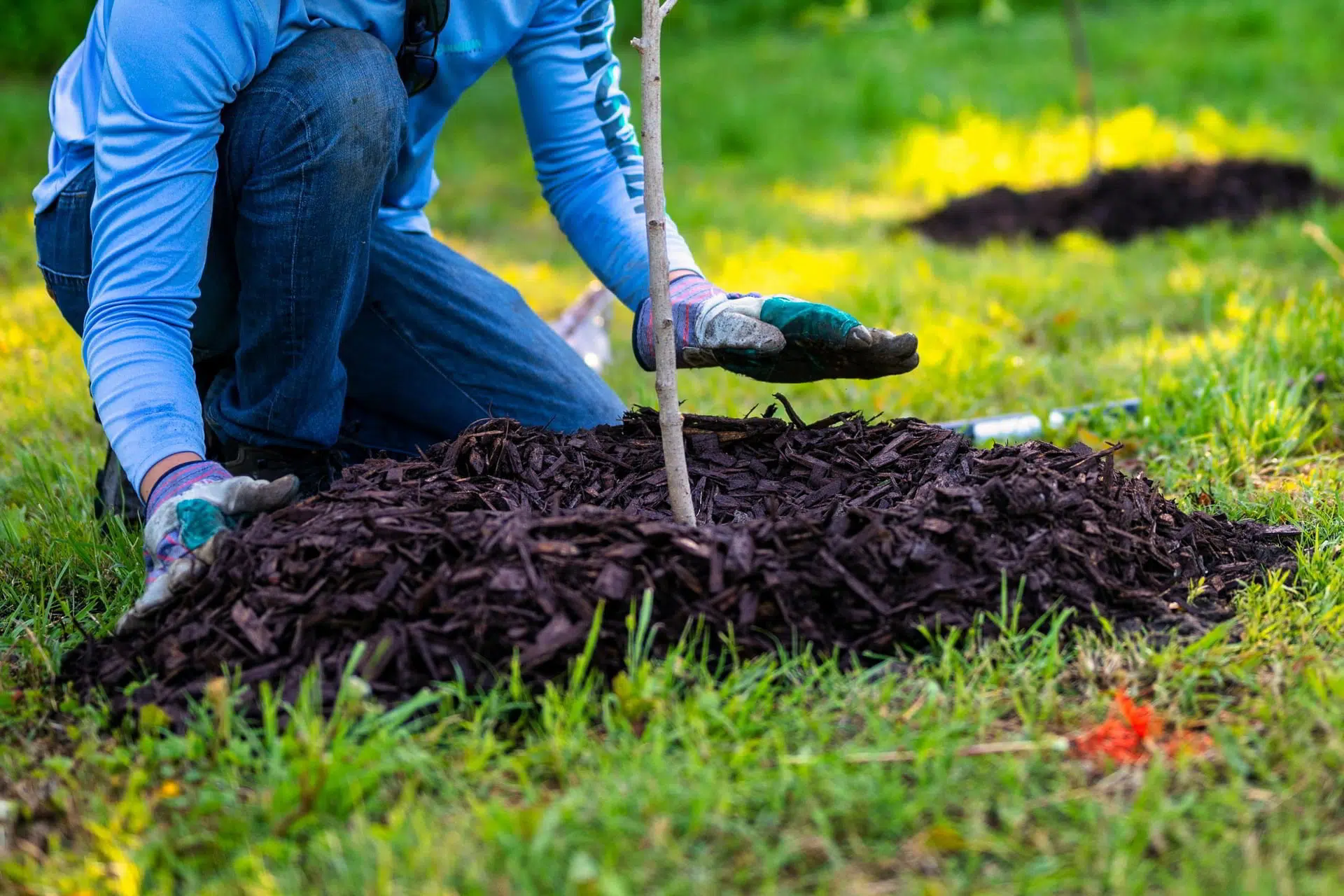 tree planting service