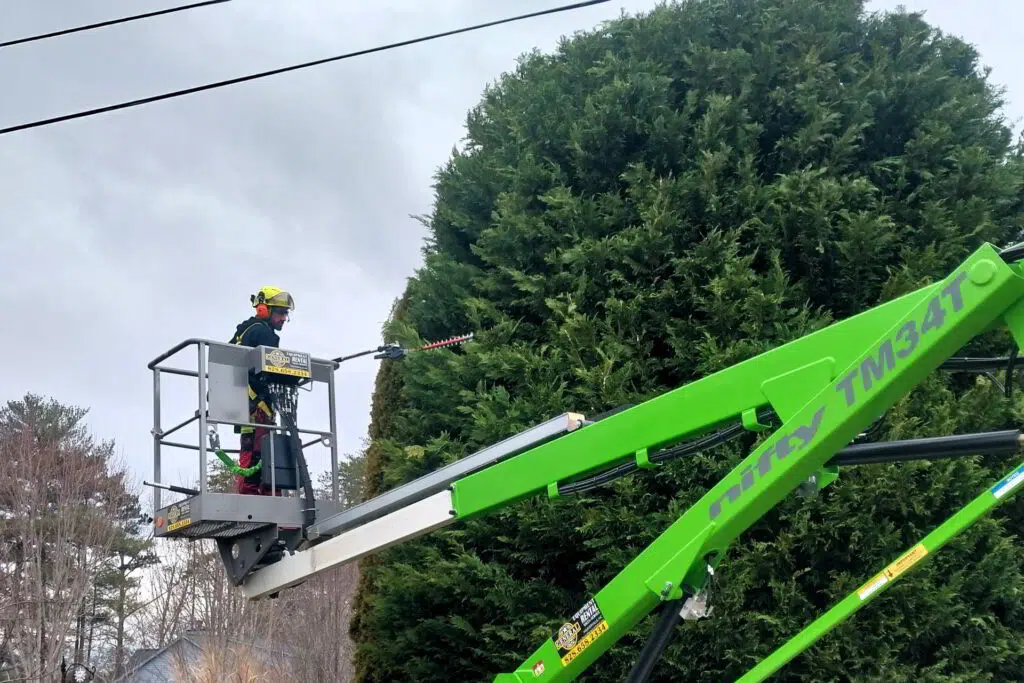 An arborist trimming a tree