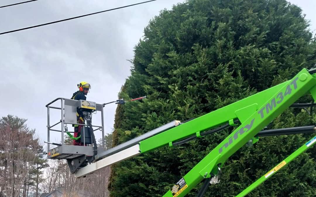 Tree Service Tree Pruning