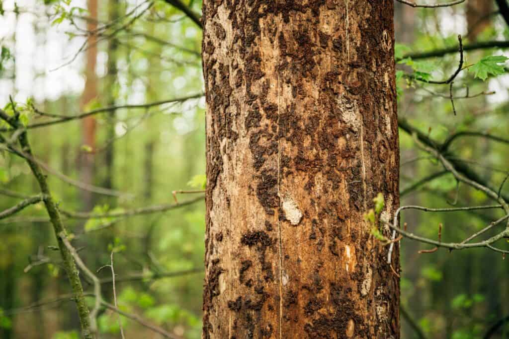 Tree Service Diagnosing Tree Diseases