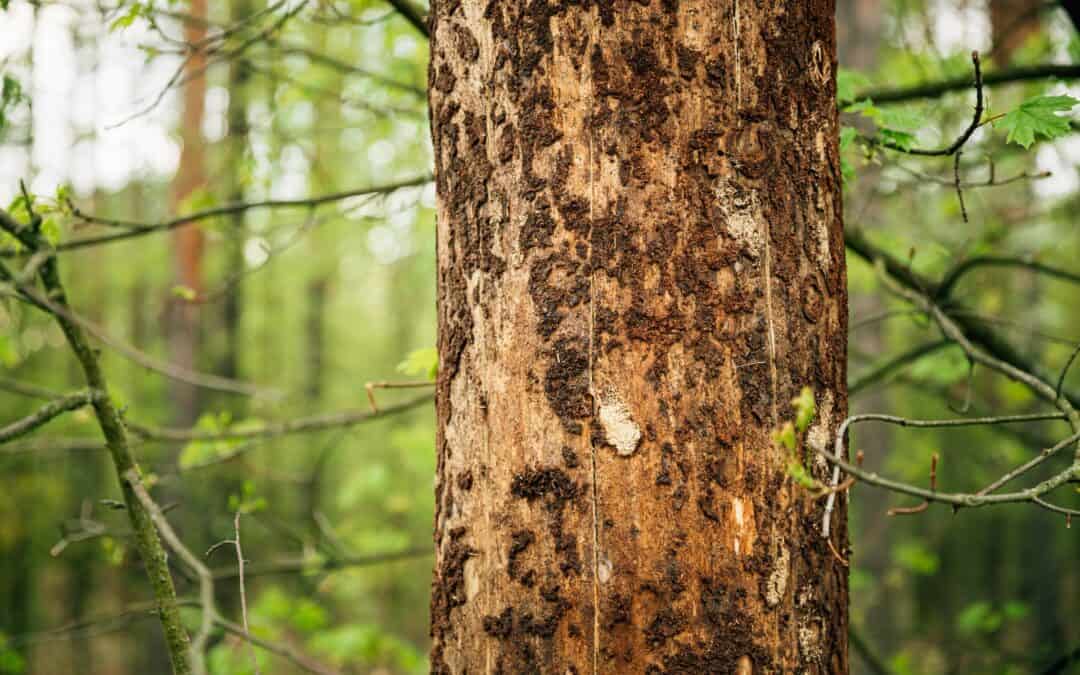 An Arborist’s Approach to Diagnosing Tree Diseases