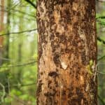 7 Things to Look for in Diagnosing Tree Diseases 7 Tree Service Diagnosing Tree Diseases
