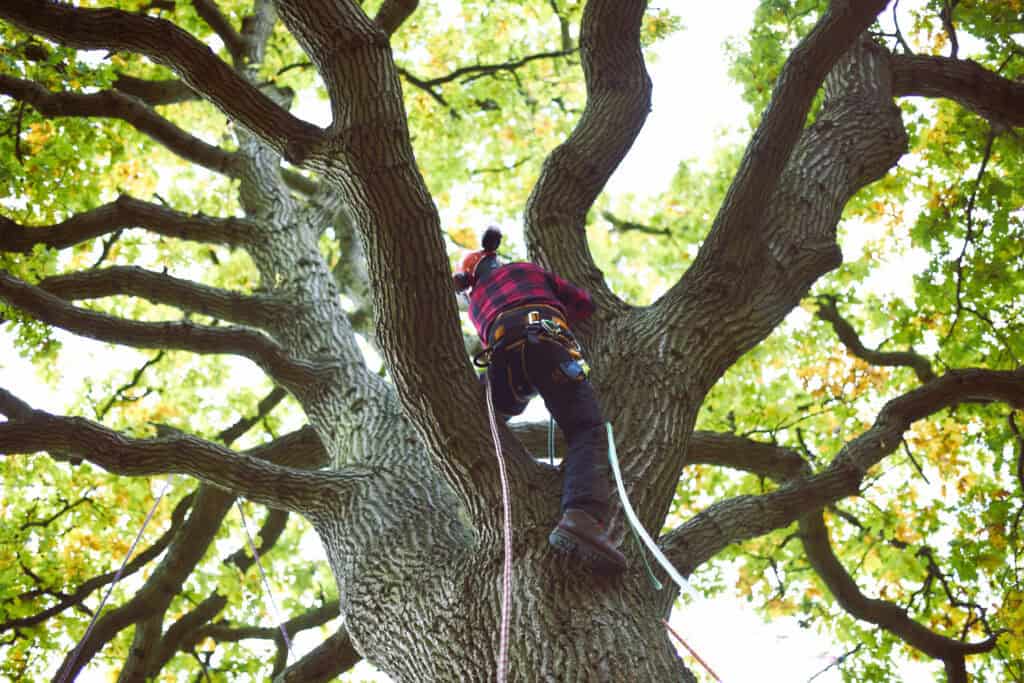 Tree Service tree inspection