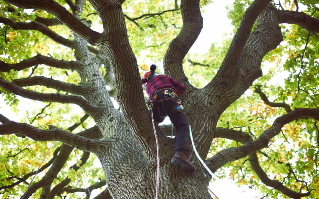 Why You Should Hire Certified Arborists for Your Tree Services Needs