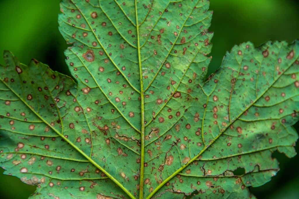 tree service inspects for fungal disease