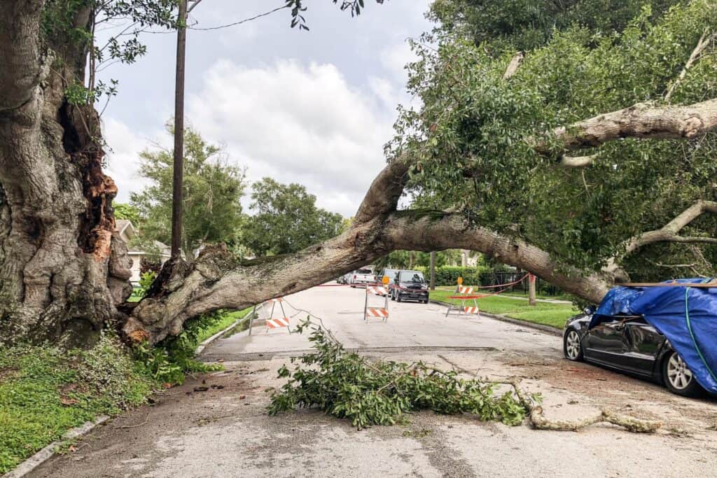 How Arborist Services Can Help in Storm Preparation and Damage Prevention