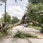 How Arborist Services Can Help in Storm Preparation and Damage Prevention