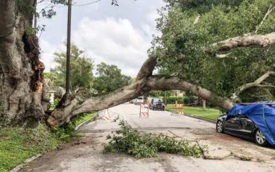 How Arborist Services Can Help in Storm Preparation and Damage Prevention