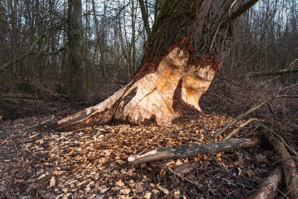 tree service finds Diseases Common in Trees