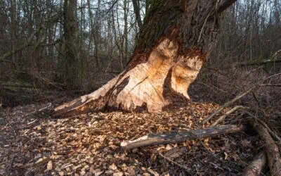 Diseases Common in Trees Around the Asheville Region