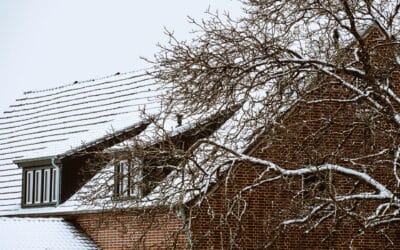 How to Prepare Your Trees for Asheville’s Winter