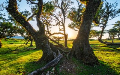 How to Recognize Hazardous Trees