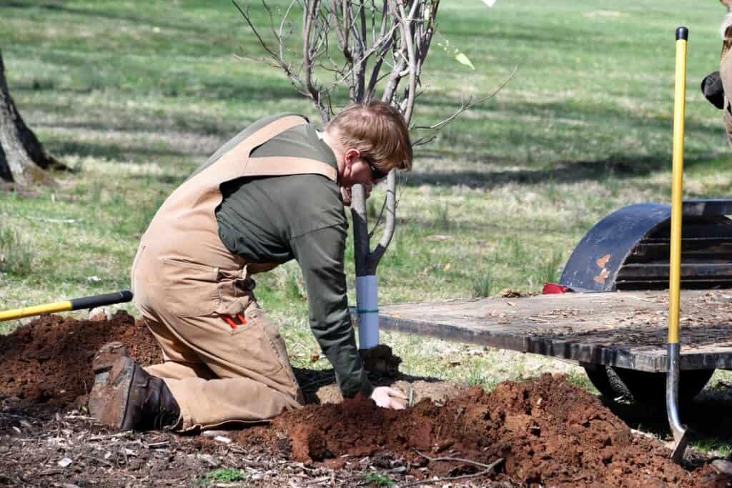 Tree Service Planting Trees