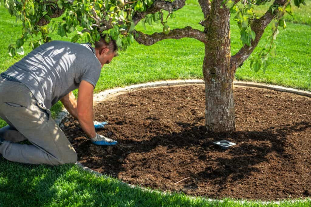 Tree Service Planting and Mulching a Tree