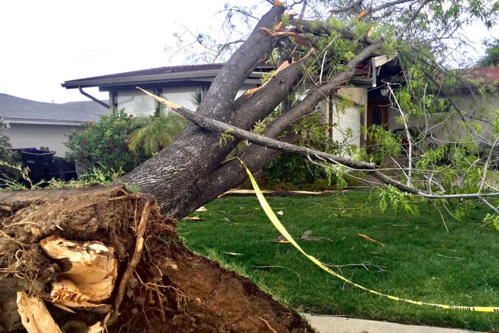 Tree service cleaning up a fallen tree