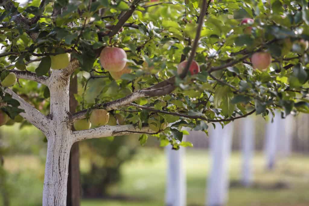 tree service can help preserve fruit trees