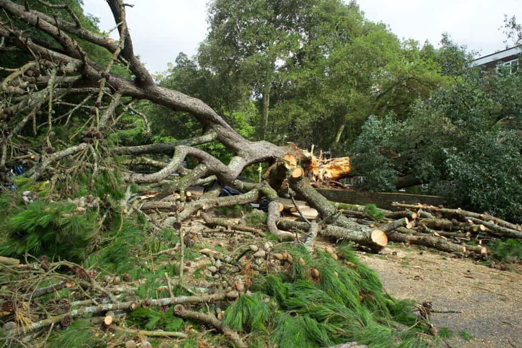 Storm Damage Tree  Services Highlight Arborist Expertise