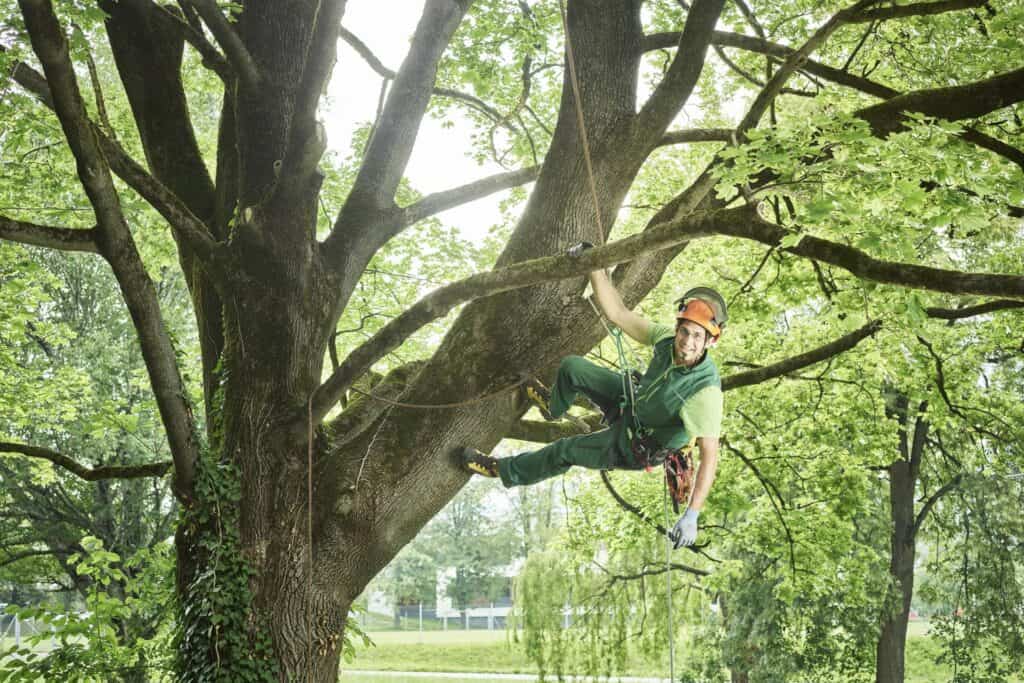 Regular tree service plans include risk assessments