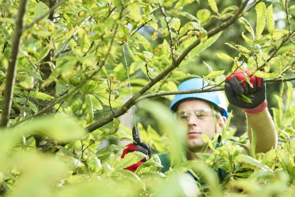 Tree Services for Hazardous Trees