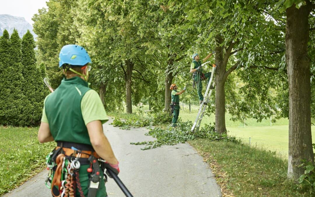 Why Arborists Recommend Regular Tree Service Maintenance Plans