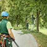 Arborists Recommend Regular Tree Service Maintenance Plans