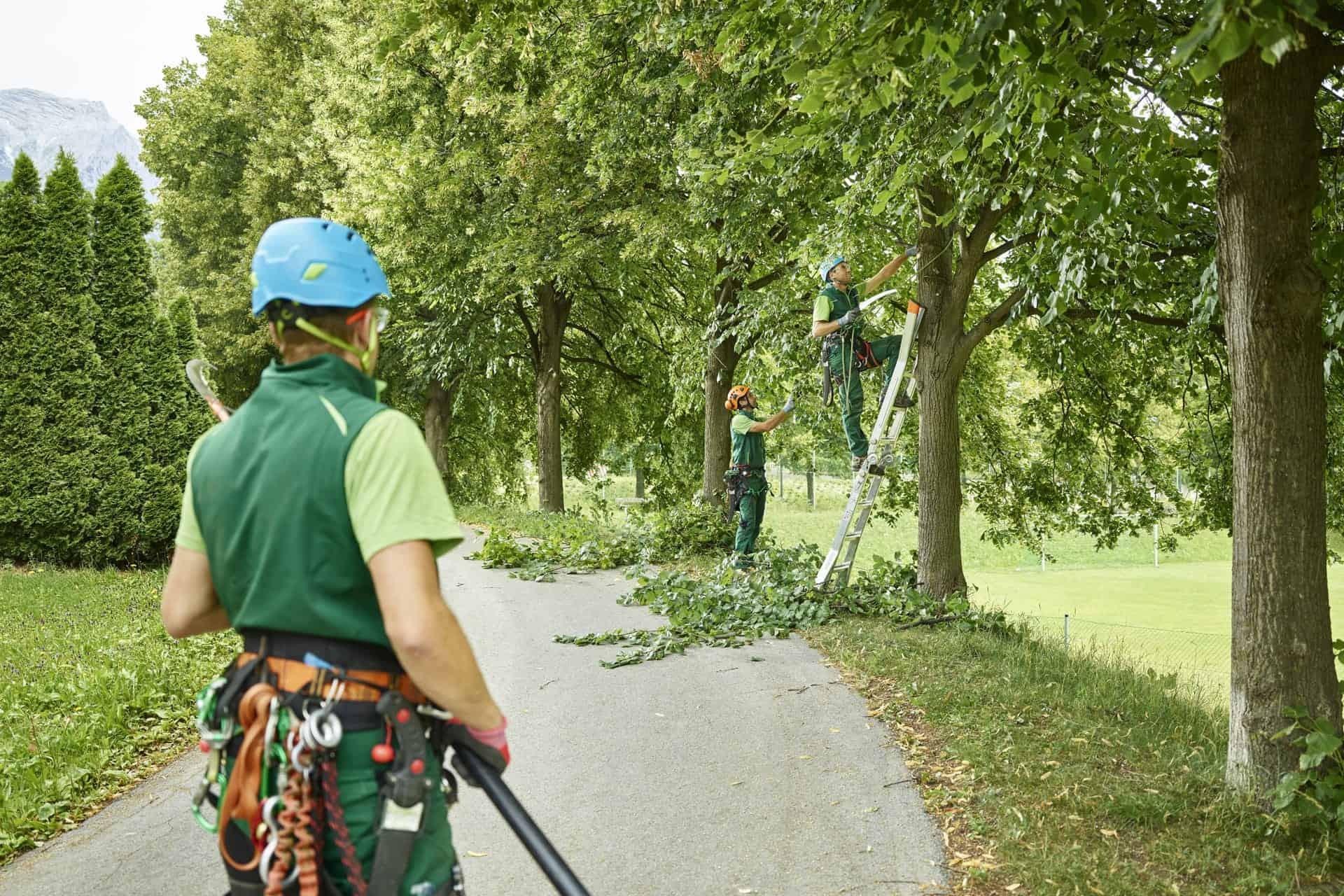 Arborist doing regular Tree Service Maintenance