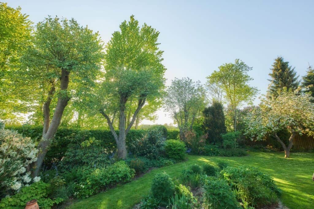 Tree trimming from a professional tree service
