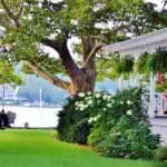 Tree trimming from a professional tree service 3